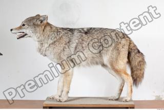 Wolf body photo reference 0003